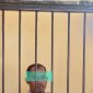 Aipda S Pelaku Penganiayaan Kini Meringkuk di Sel Khusus Polres Pinrang. 