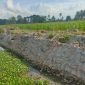 Pekerjaan proyek rehabilitasi D.I Cenrana di daerah Lampulung, Desa Lampulung Kecamatan Pammana Kabupaten Wajo 