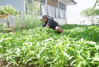 Warga Binaan melakukan perawatan tanaman sayuran