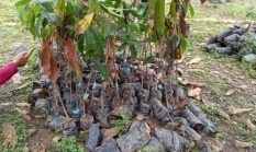 Bibit Kakao Rp 28,1 Miliar di Polman Rusak, Petani Resah, Proyek Dinas Perkebunan Sulbar Jadi Sorotan