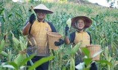 Panen Raya Jagung Polda Sulbar Sukses, Bukti Nyata Komitmen Ketahanan Pangan