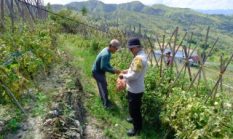 Polri Hadir Menjaga Ketahanan Pangan, Polda Sulbar Perkuat Pendampingan Petani Demi Wujudkan Swasembada Pangan Nasional