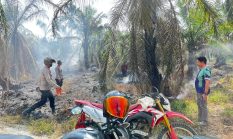 Puntung Rokok Picu Kebakaran Lahan Sawit di Lariang, Polisi dan Warga Bergerak Cepat