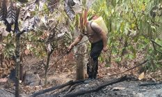 Api Lahap Kebun Kakao di Tutar Polman, Warga dan Polisi Bergerak Cepat