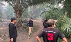Kebakaran Lahan Sawit di Talungallo Meluas, Wakapolres Mateng Pimpin Langsung Pemadaman