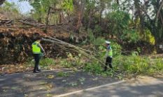 Respon Cepat Ditlantas Polda Sulbar Evakuasi Pohon dan Tiang Lampu Tumbang Akibat Hujan Angin