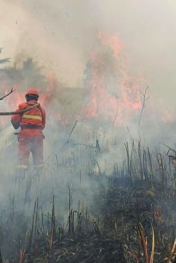 Asap Karhutla Ancam Kesehatan, Dinkes Sulbar Ingatkan Warga Waspada