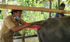 Bukan Cuma Sapi, IB Kerbau Mulai Digenjot di Mamasa, Genetik Ternak Jadi Fokus