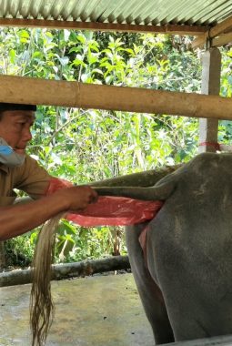 Bukan Cuma Sapi, IB Kerbau Mulai Digenjot di Mamasa, Genetik Ternak Jadi Fokus