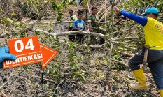Kecelakaan Kerja Maut di Polman, Petani 39 Tahun Meninggal Saat Bantu Tebang Pohon